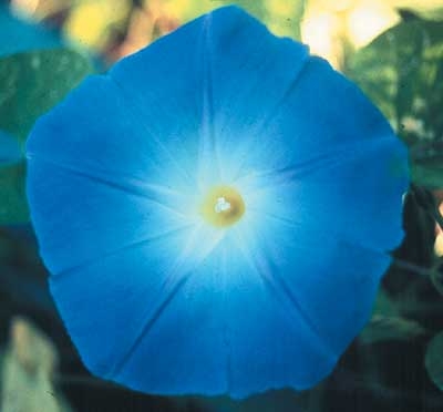 237 Morning Glory, 30ml (Trichterwinde)