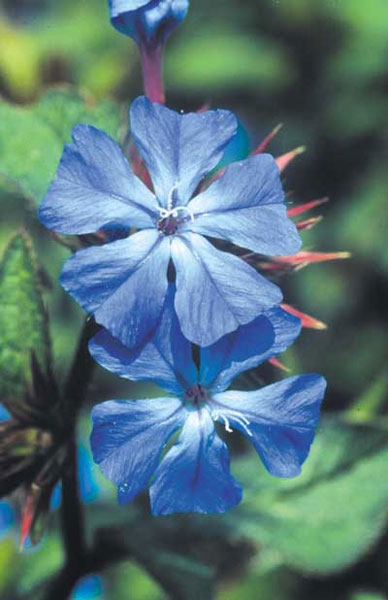 Healing Herbs Cerato 30 ml Healing Herbs Cerato 30 ml