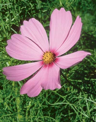 151 Cosmos, 30ml (Schmuckkörbchen)