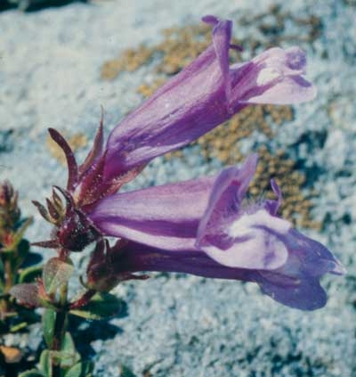 260 Penstemon, 30ml (Bartfaden-Art) - Aktion