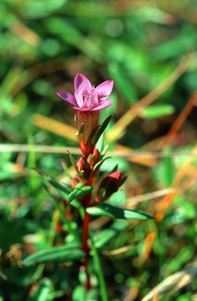 Healing Herbs Gentian 10 ml Healing Herbs Gentian 10ml