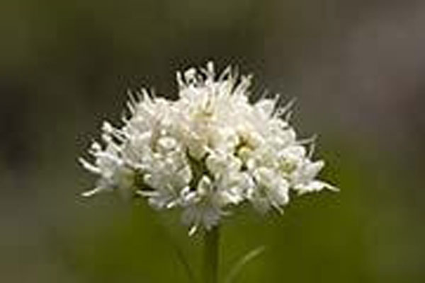 Flower Essence Services California Valerian 30 ml Flower Essence Services California Valerian 30 ml
