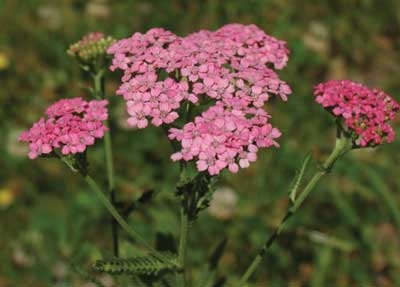 270 Pink Yarrow, 30ml (Rosa Schafgarbe)
