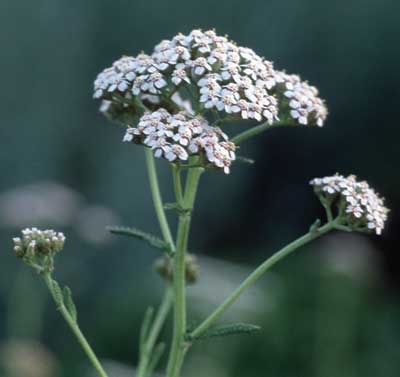 358 Yarrow, 30ml (Weisse Schafgarbe)