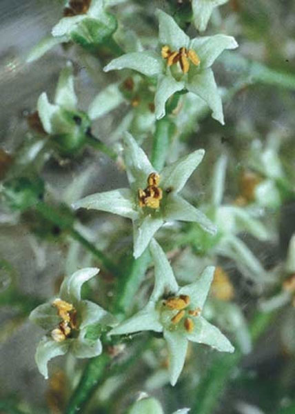 273 Poison Oak, 30ml (Sumach)