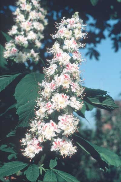 Healing Herbs White Chestnut 30 ml Healing Herbs White Chestnut 30 ml
