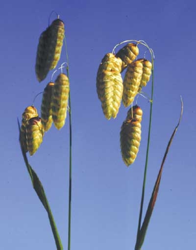 268 Quaking Grass, 30ml - Aktion (Grosses Zittergras)