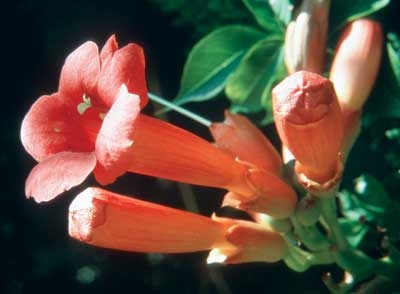 338 Trumpet Vine, 30ml (Trompetenblume)