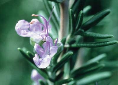 294 Rosemary, 30ml (Rosmarin)