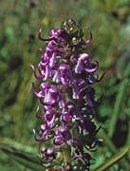 Flower Essence Services Pedicularis 30 ml Flower Essence Services Pedicularis 30 ml