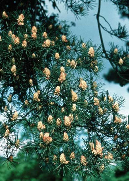 Healing Herbs Pine 10 ml