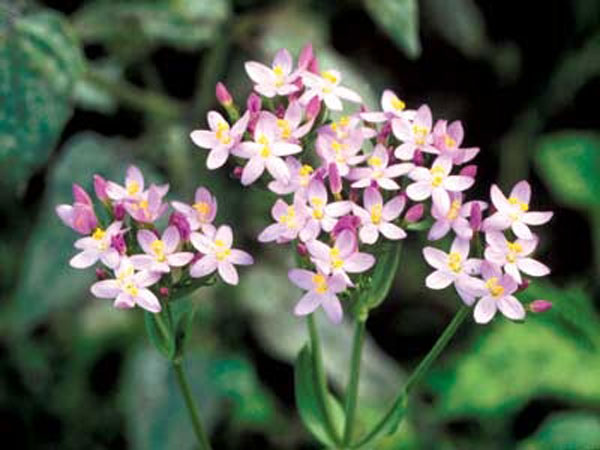 Healing Herbs Centaury 30 ml Healing Herbs Centaury 30 ml