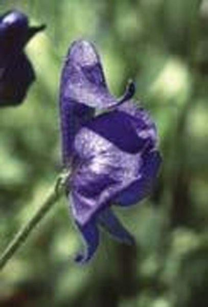 Flower Essence Services Monkshood 30 ml Flower Essence Services Monkshood 30 ml