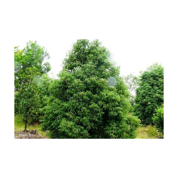 Ravintsara Baum