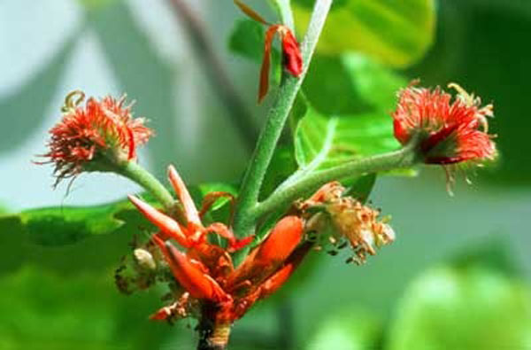 Healing Herbs Beech 10 ml Healing Herbs Beech 10 ml