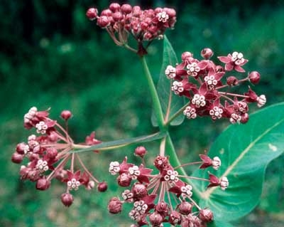 233 Milkweed, 30ml (Seidenpflanze)