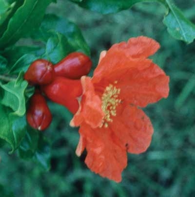 274 Pomegranate, 30ml (Granatapfel)