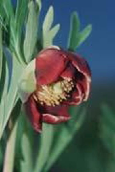 Flower Essence Services California Peony 30 ml Flower Essence Services California Peony 30 ml