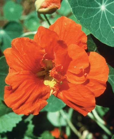 249 Nasturtium, 30ml (Kapuzinerkresse)