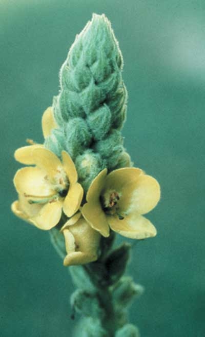 245 Mullein, 30ml (Königskerze)