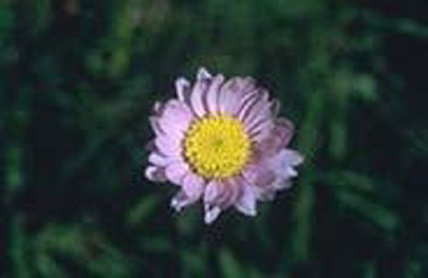 Flower Essence Services Alpine Aster 30 ml Flower Essence Services Alpine Aster 30 ml