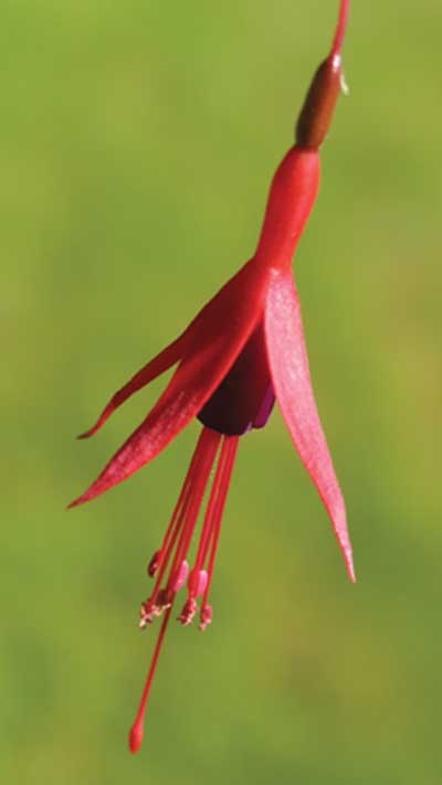 179 Fuchsia, 30ml (Fuchsie)