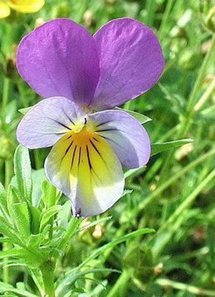 Flower Essence Services Pansy 30 ml Flower Essence Services Pansy 30 ml