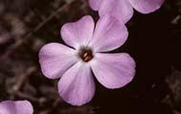 Flower Essence Services Spreading Phlox 30 ml Flower Essence Services Spreading Phlox 30 ml