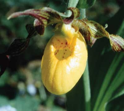 213 Lady's Slipper, 30ml (Frauenschuh)