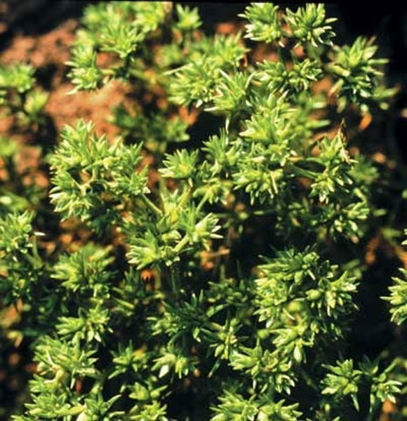 Healing Herbs Sclaranthus 30 ml