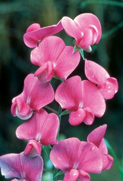 330 Sweet Pea, 30ml (Platterbse)