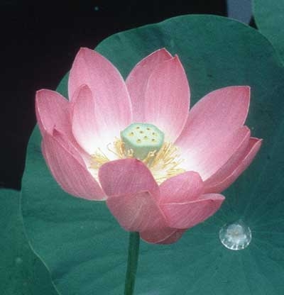 Lotus, 30ml (Lotusblume)