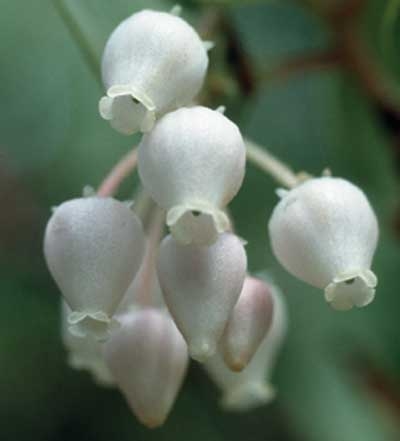 229 Manzanita, 30ml (Klebrige Bärentraube)