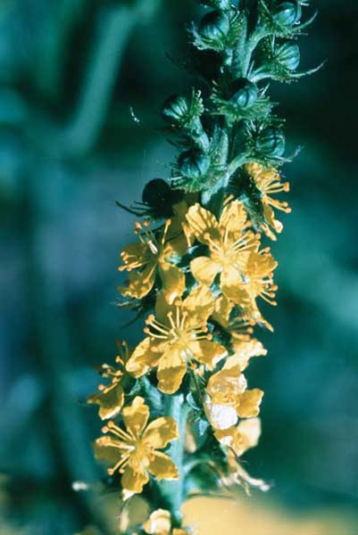 Healing Herbs Agrinomy 30 ml Healing Herbs Agrimony 30 ml