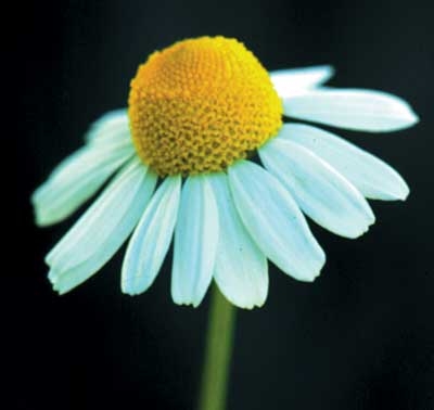 135 Chamomile, 30ml (Kamille)