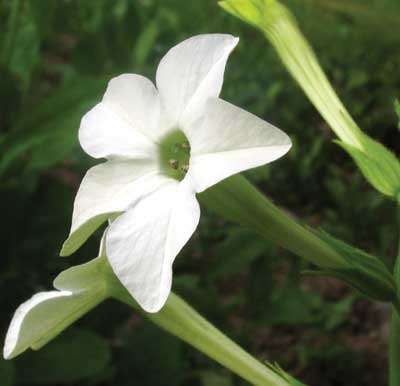 251 Nicotiana, 30ml (Ziertabak)
