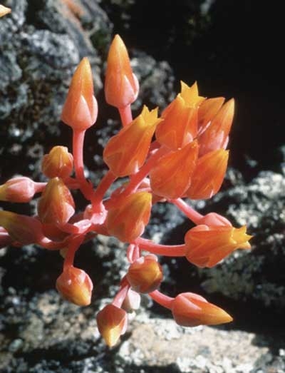 127 Canyon Dudleya, 30ml (Dudleya) - Aktion