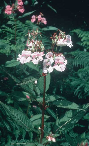 Healing Herbs Impatiens 30 ml Healing Herbs Impatiens 30 ml