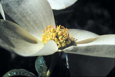 161 Dogwood, 30ml (Blüten-Hartriegel)