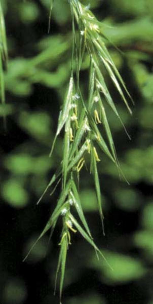 Healing Herbs Wild Oat 30 ml Healing Herbs Wild Oat 30 ml