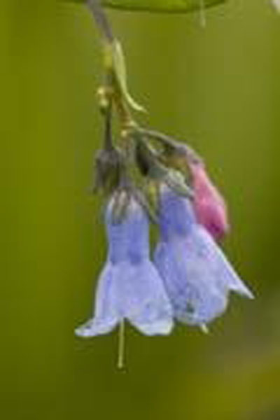 Flower Essence Services Lungwort 30 ml Flower Essence Services Lungwort 30 ml
