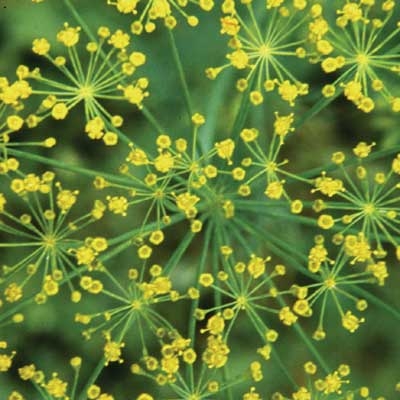 159 Dill, 30ml (Dill)