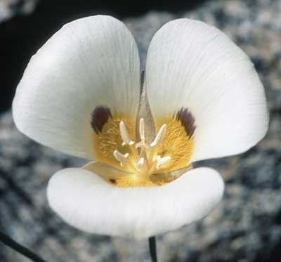 Mariposa Lily, 30ml (Mormonentulpe)