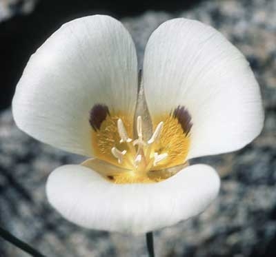 231 Mariposa Lily, 30ml (Mormonentulpe)