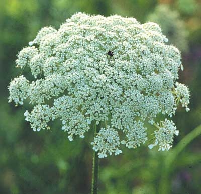 280 Queen Anne's Lace, 30ml (Wilde Möhre)