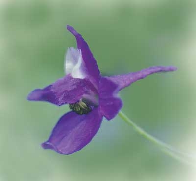 217 Larkspur, 30ml (Rittersporn)