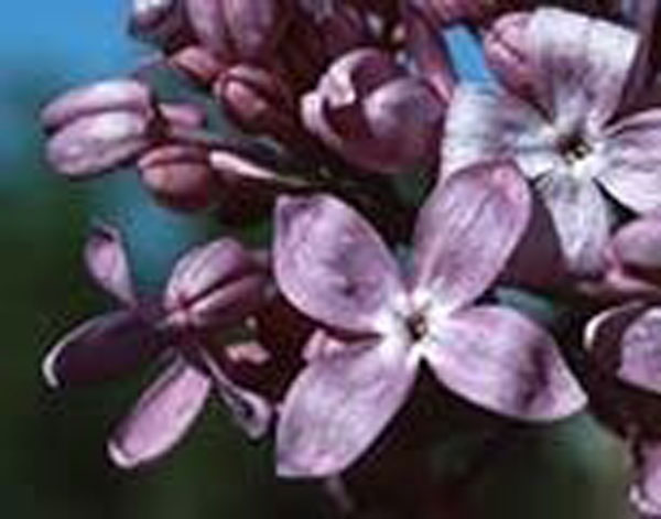 Flower Essence Services Lilac 30 ml