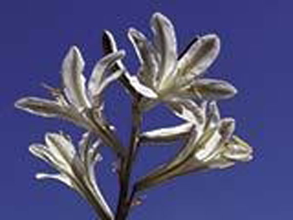 Flower Essence Services Desert Lily 30 ml