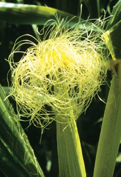 149 Corn, 30ml (Mais)