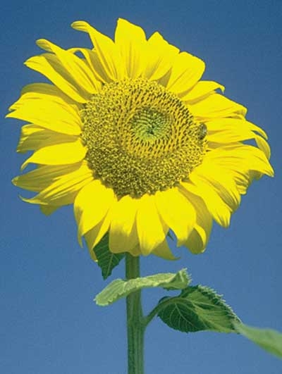 Sunflower, 30ml (Sonnelblume)